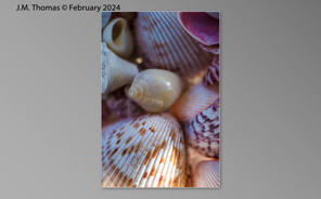 Macro Shells Feb 2024-11.jpg